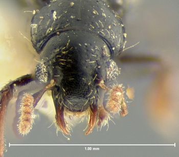 Media type: image;   Entomology 6551 Aspect: head dorsal view